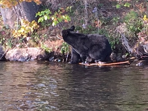 Late season shot of a black bear going after overripe apples on the north shore of seventh lake.