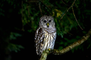 Watch Your Head :) This Barred OWl was low and close to Tom Socci